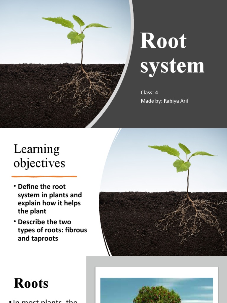 Roots System | PDF | Home & Garden | Science & Mathematics