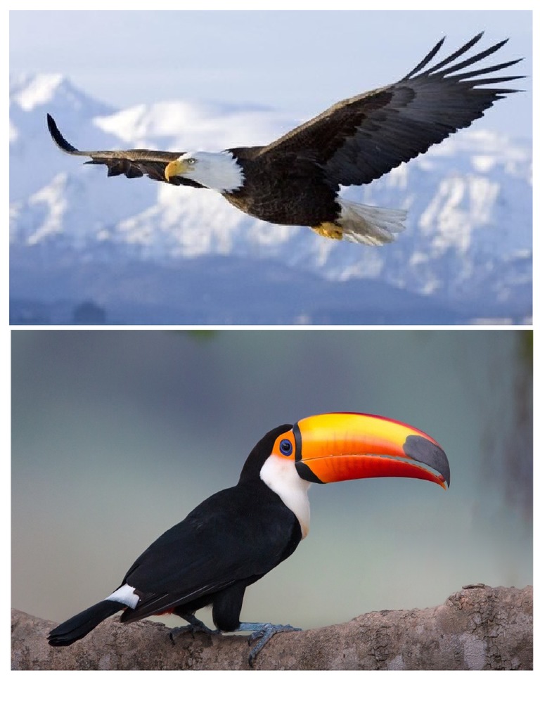 Animales Que Vuelan | PDF