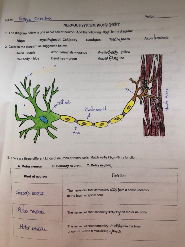 nervous-system-worksheet-pdf
