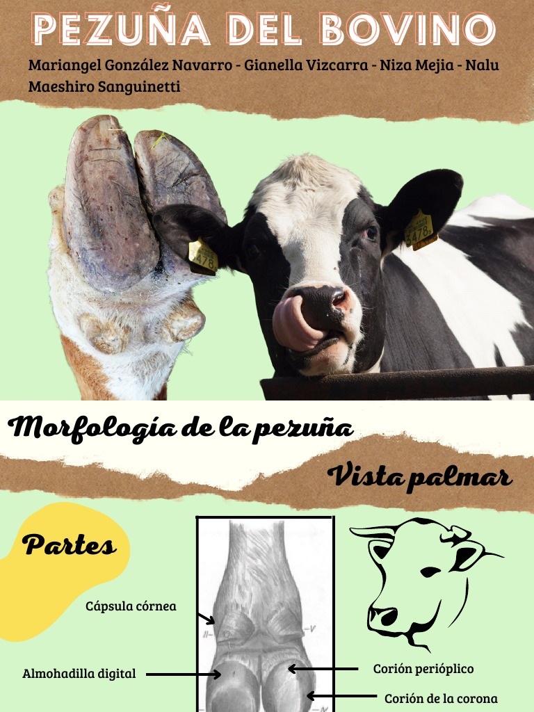 Anatomía y cuidado de la pezuña bovina | PDF | Vacas | Mamíferos