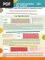 Epidermis Infografías Juan Layedra