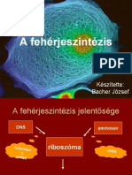 Fehérjeszintézis