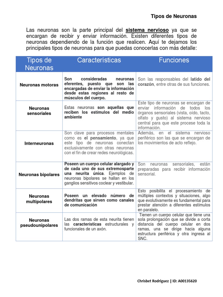 Tipos y funciones de las neuronas | PDF | Neurona | Sistema nervioso