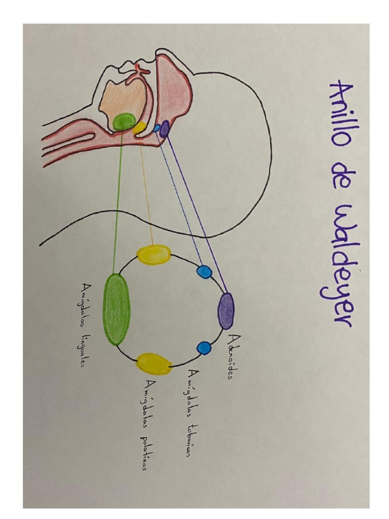 Anillo linfático de Waldeyer PDF