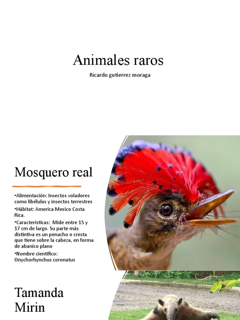 Animales Raros | PDF | Hogar, jardinería y bricolaje