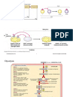 BIO130 Chapter 25 Slides