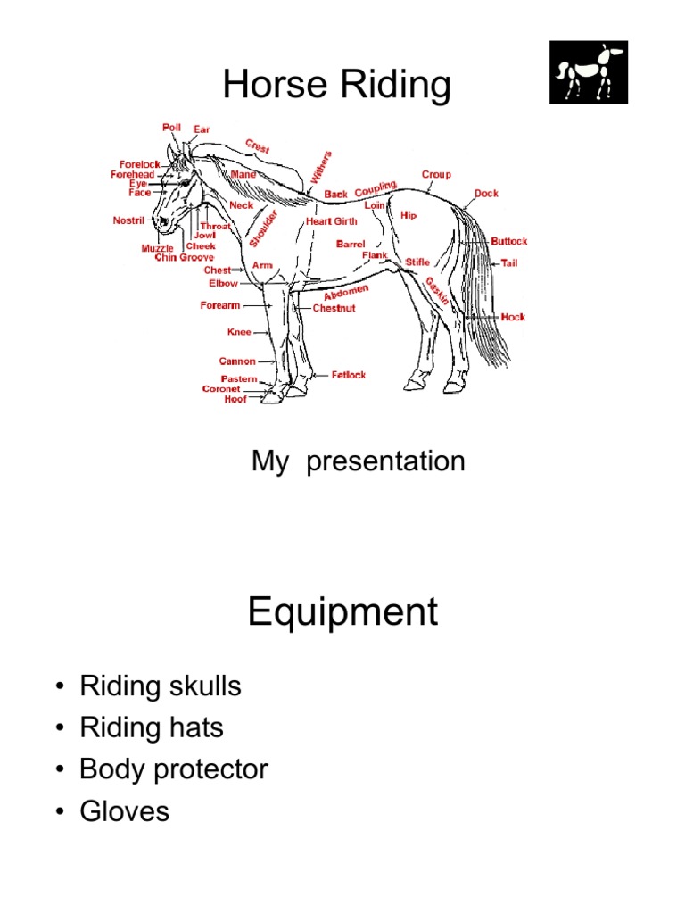 Equine Anatomy and Training Insights | PDF