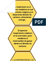 La Respiración Es El Proceso Mediante El Cual Se Consume Oxígeno y Se Desprende Dióxido de Carbono, Obteniendo Energía