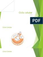 Ciclo celular.pptx.pptx