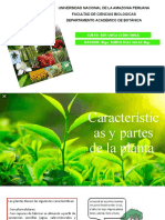 Grupo-1 Partes de Una Planta