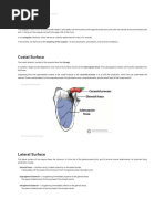 The Scapula - Surfaces - Fractures - Winging - TeachMeAnatomy