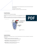 The Scapula - Surfaces - Fractures - Winging - TeachMeAnatomy