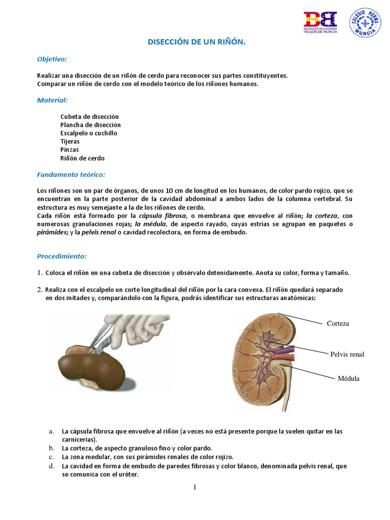 disecciones del riñon y corazón e imagenes | PDF | Riñón | Sistema urinario