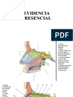 Evidencia Fosas y Nasaofaringe Evidencias Paula Granados