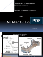 Clase - Huesos, Miembro Pélvico