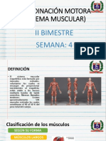 Sistema Muscular