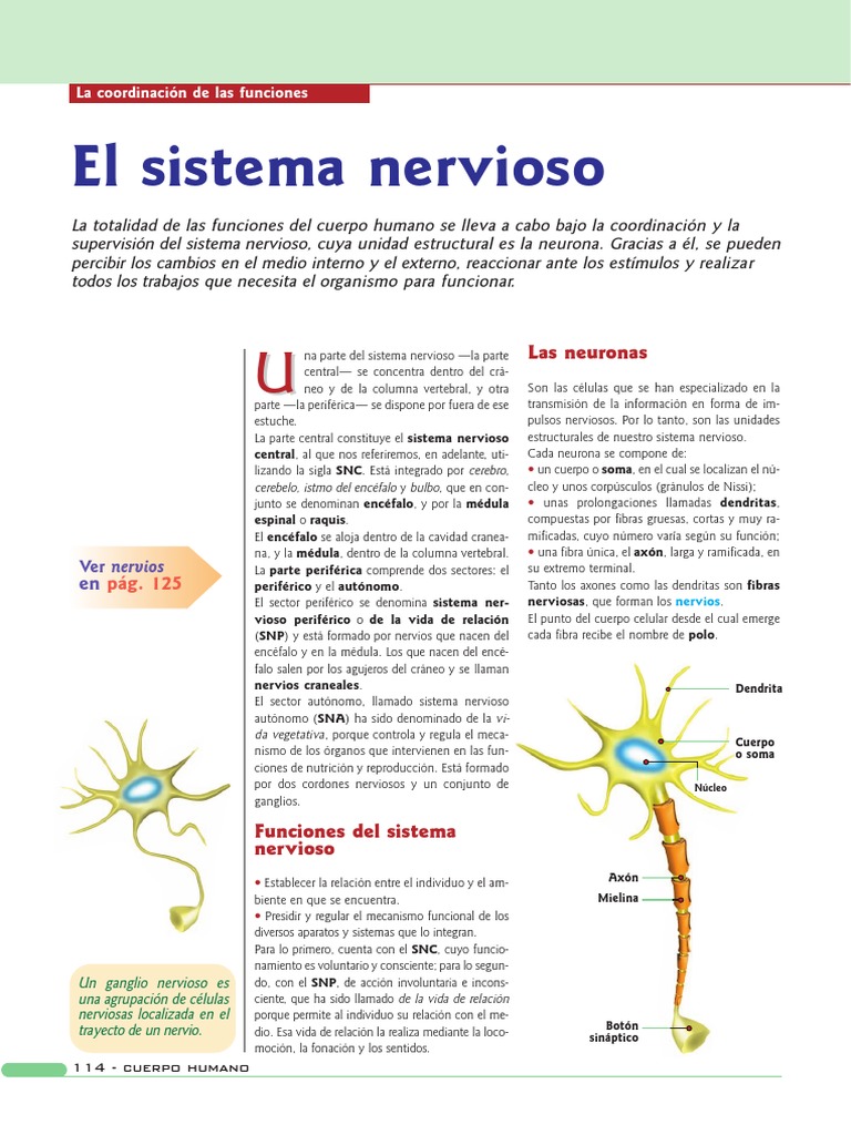 Clase 4 SN | PDF | Cerebro | Sistema nervioso