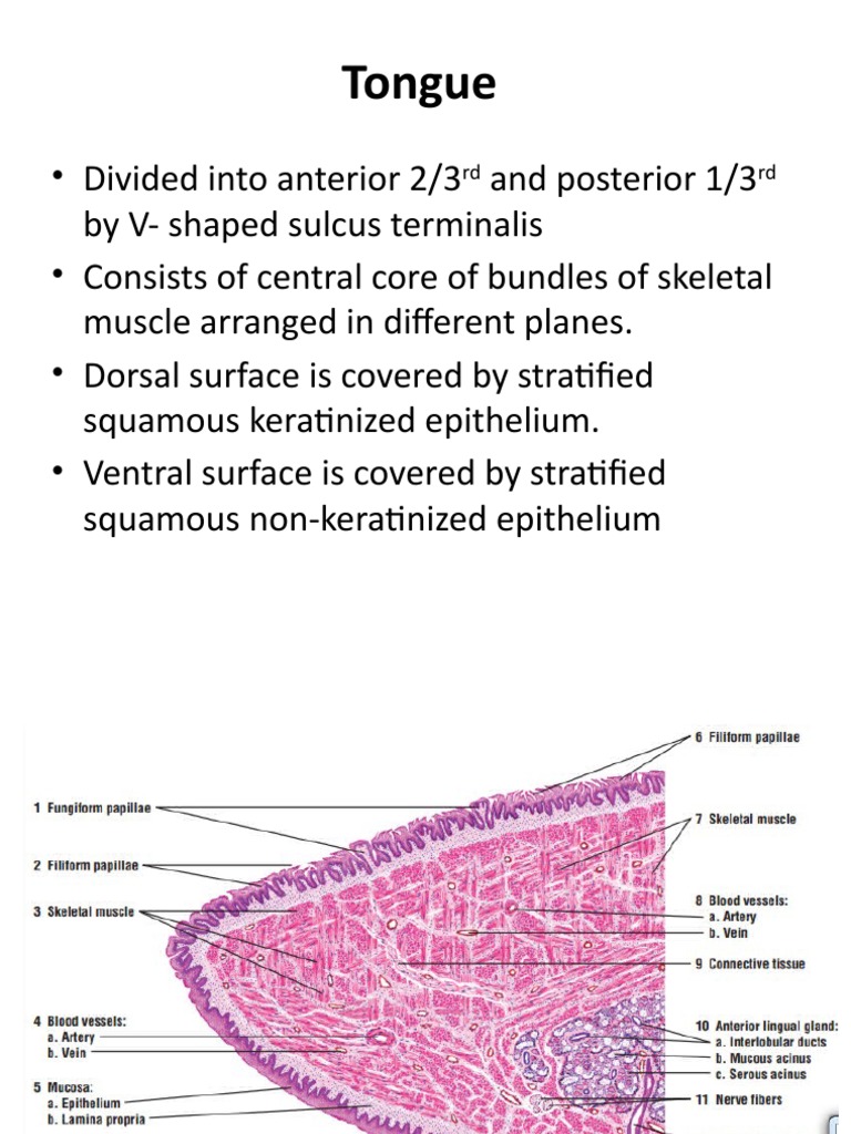 17 Tongue,+Esophagus+ +stomach | PDF | Stomach | Epithelium