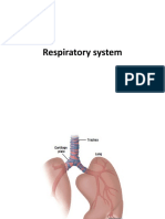 20 Respiratory+System