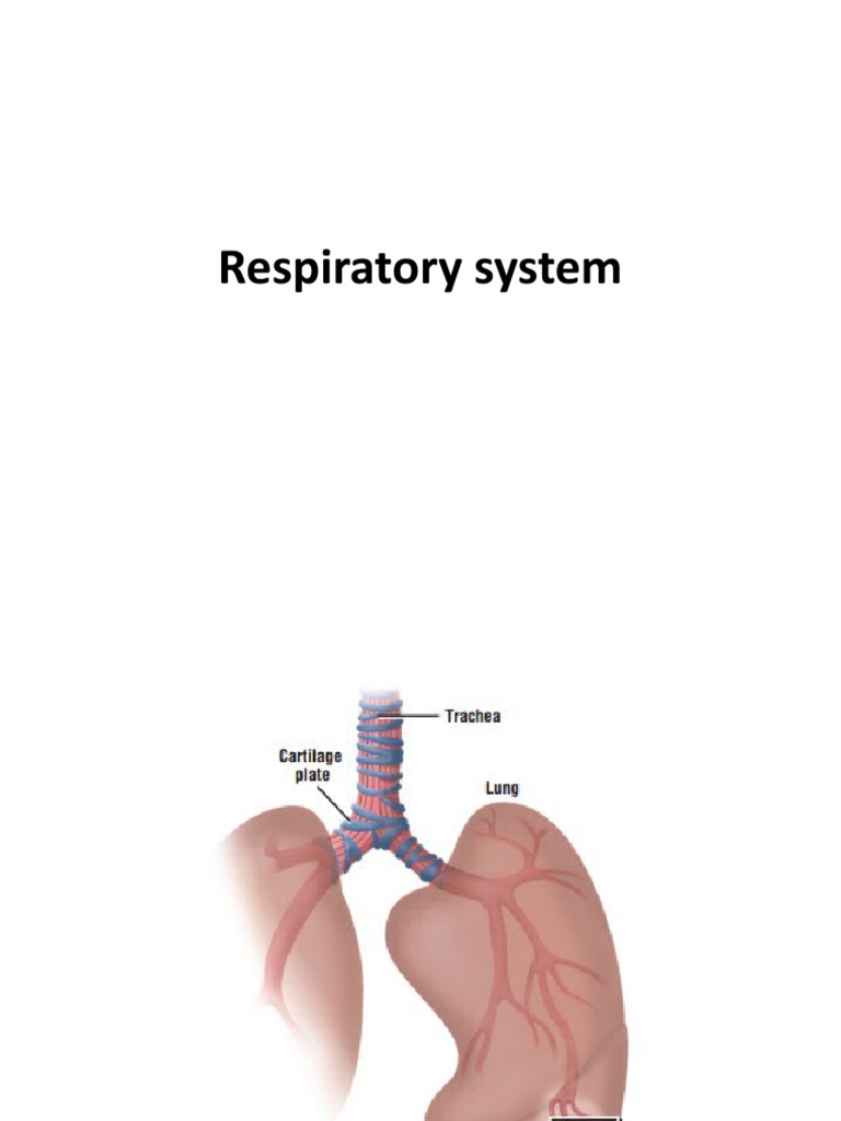20 Respiratory+System | Download Free PDF | Respiratory Tract | Lung