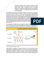 Histología Aparato Reproductor Masculino