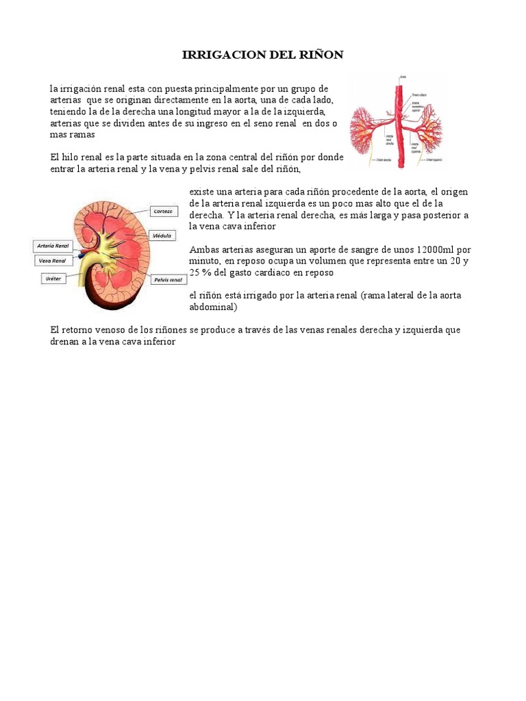 Trabajo Riñon | PDF