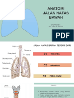 Anatomi Jalan Nafas Bawah