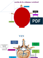 Irrigación Vertebral