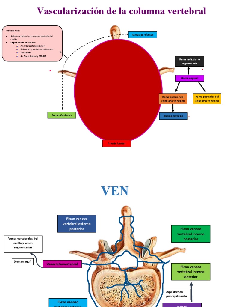 Irrigación Vertebral | PDF | Sistema musculoesquelético | Anatomía humana, image size:768x1024