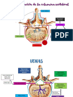 Irrigación Vertebral