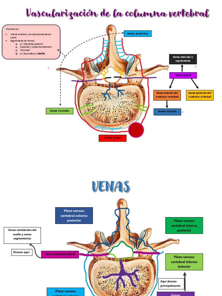 Irrigación Vertebral | PDF, image size:768x1024