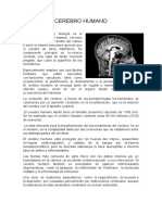 Cerebro Humano