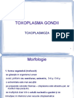 Curs 5-Toxoplasma, Pn