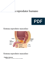 Sistema reprodutor humano e células sexuais