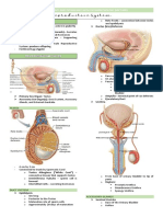 Lecture 14. Reproductive System