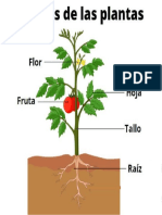 Una Planta y Sus Partes (1)