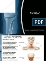 Anatomia Delcuello Del Cuello