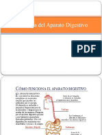 Fisiología Del Aparato Digestivo