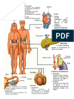 Principales Glándulas Del Sistema Endocrino