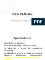 Desarrollo aparato genital