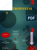 Eritropoyesis 2