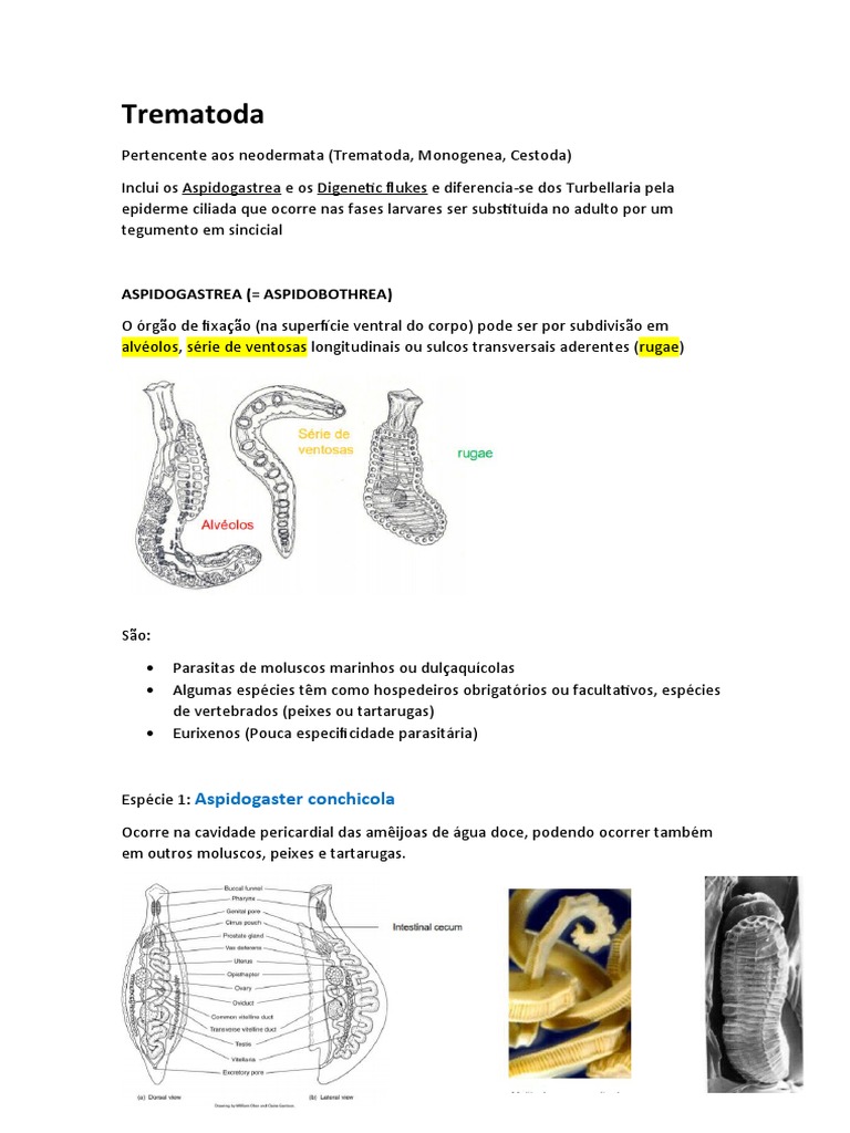 Trematoda | PDF | Especialidades médicas | Medicina Clínica