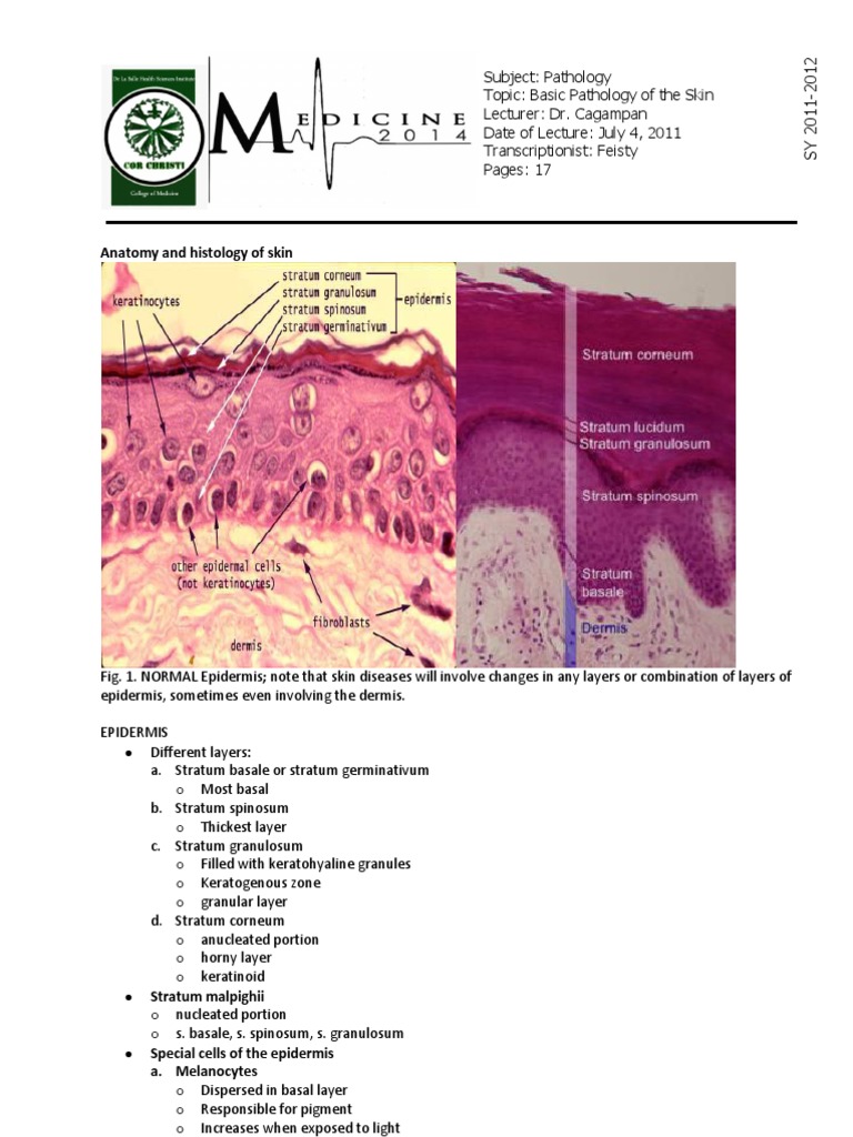 Skin Anatomy and Histology Overview | PDF | Epidermis | Skin