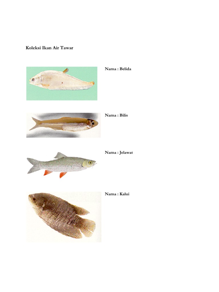 Koleksi Ikan Air Tawar Pdf