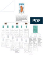 Anatomía ocular