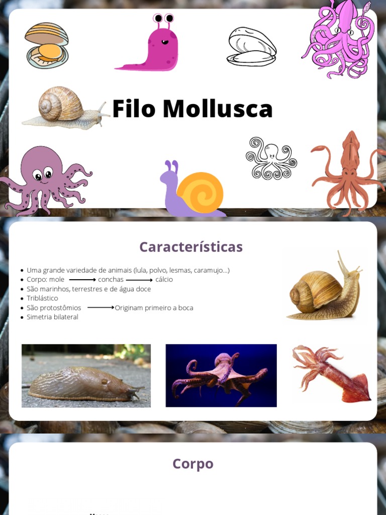 Características e Curiosidades dos Moluscos | PDF | Bem-estar