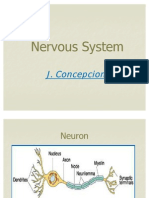 Brain and Nervous System Anatomy
