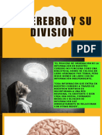 El Cerebro y Su Division