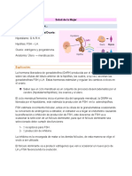 Ciclo Menstrual.