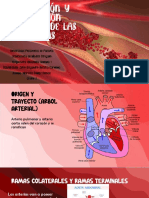Clasificación y Descripción Anatómica de Las Arterias